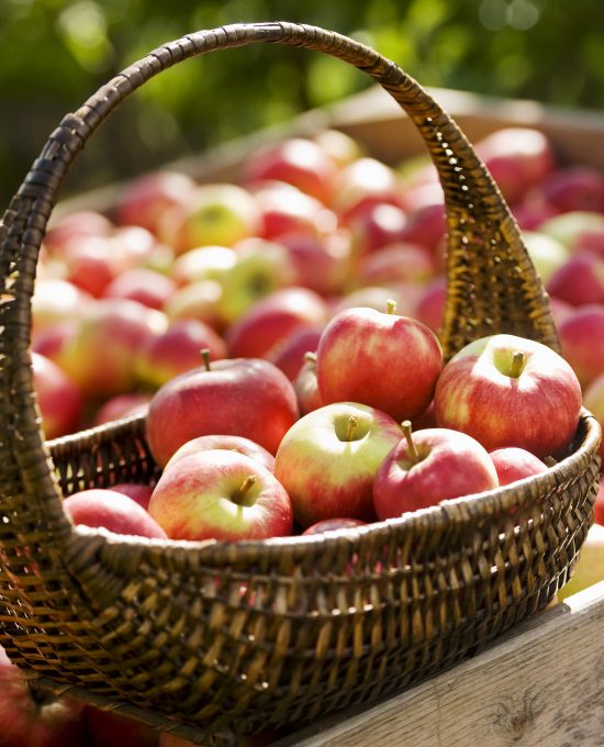 Freshly harvested apples in the sunshine